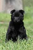 SCHIPPERKE 765